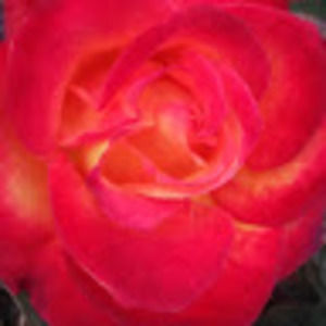 Meet your Posher, Fanya